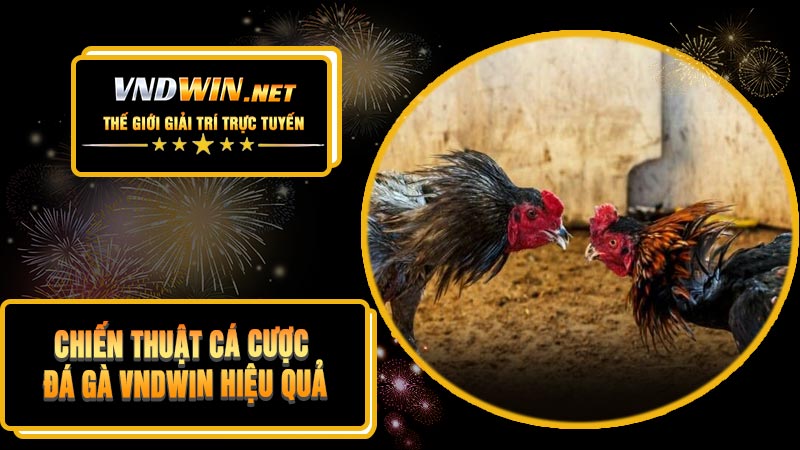 Chiến Thuật Cá Cược Đá Gà VNDWIN Hiệu Quả