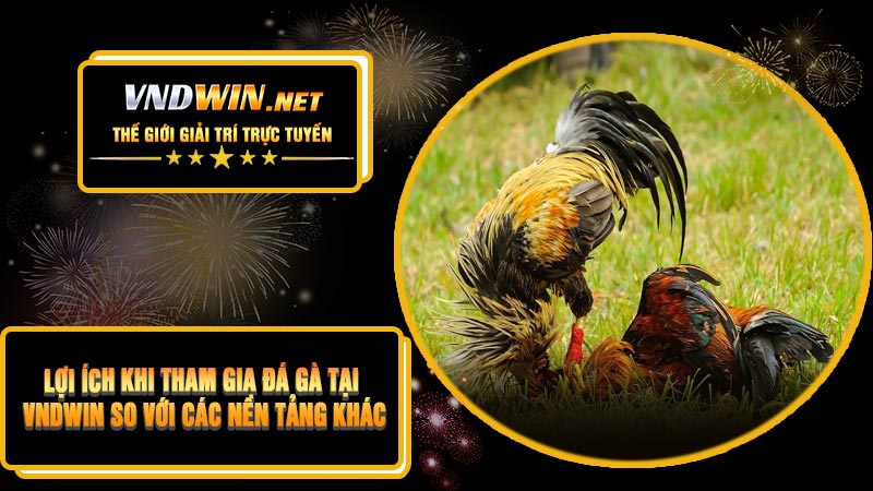 Lợi Ích Khi Tham Gia Đá Gà tại VNDWIN So Với Các Nền Tảng Khác