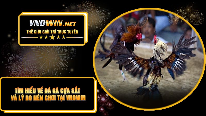 Tìm Hiểu Về Đá Gà Cựa Sắt Và Lý Do Nên Chơi Tại VNDWIN